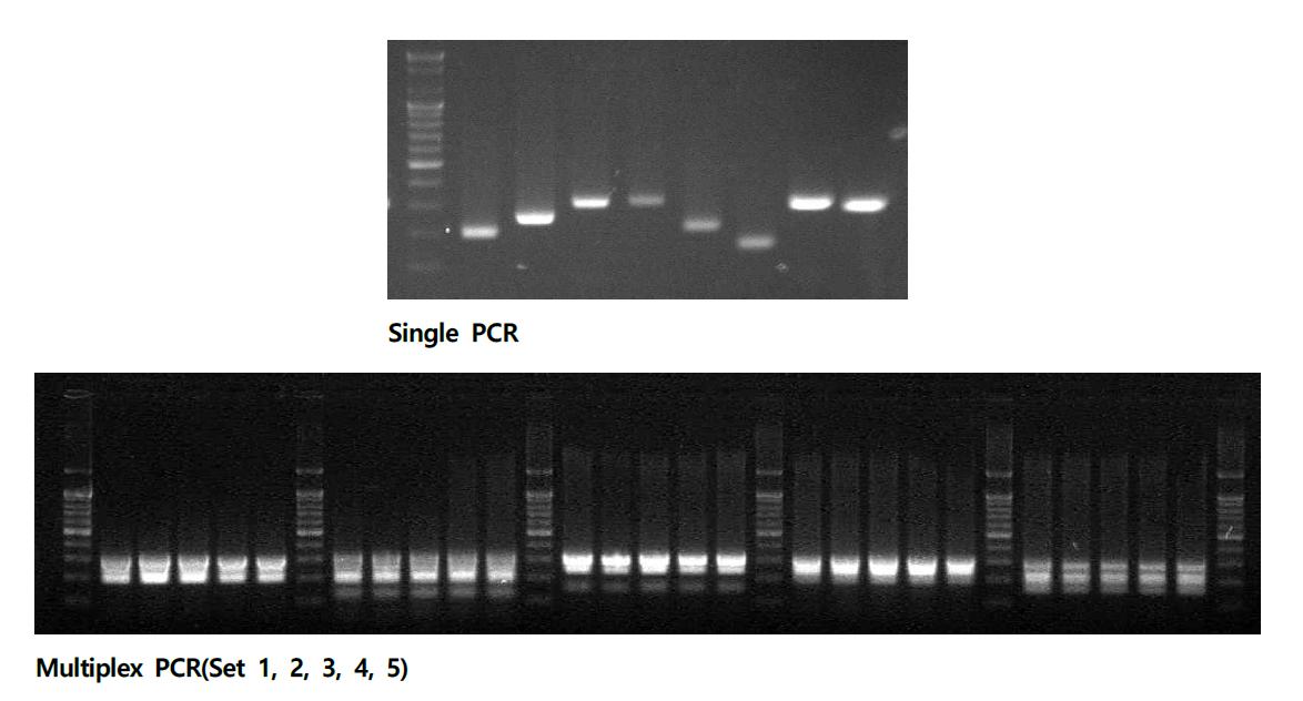 단일 PCR과 다중 PCR에 의한 프라이머 성능 검증