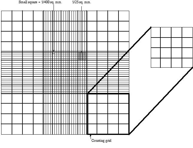 Counting beads with a hemocytometer