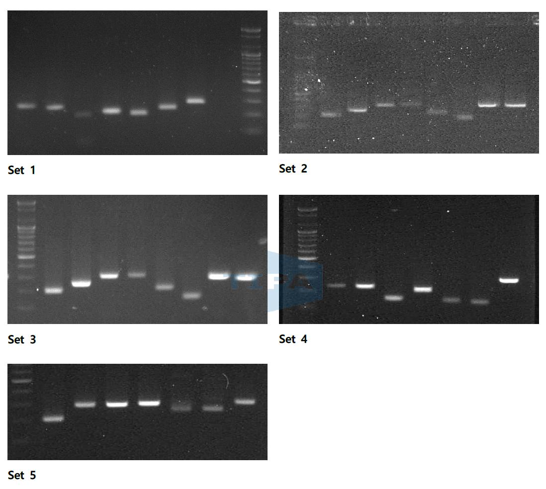 유전형별 단일 PCR 결과물