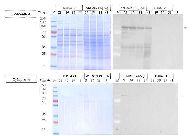 SDS-PAGE and western blot image for supernatant and cytoplasm of B. subtilis WB800N-pagA (-SS) and B. subtilis DB104-pagA culture.