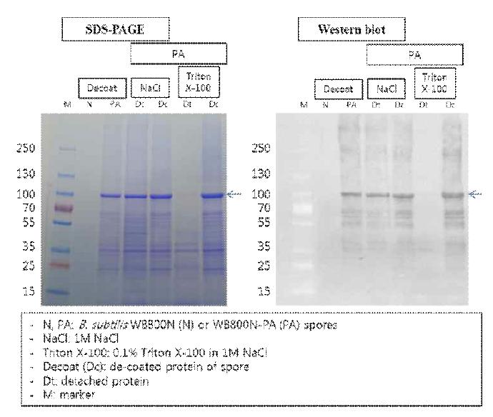 SDS-PAGE and western blot image for detached and decoated proteins of B. subtilis WB800N spores and B. subtilis WB800N-pagA spores.