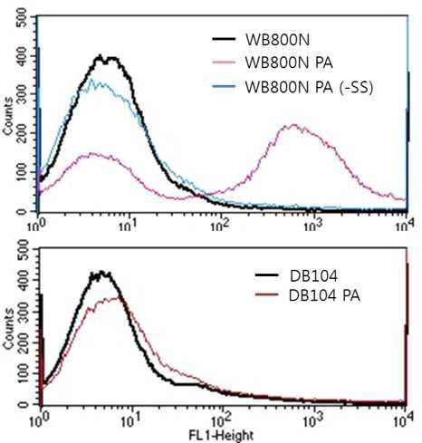Flow cytometry histogram pagA -expressing spores; control spores (WB800N), B. subtilis WB800N-pagA spores (WB800N PA), B. subtilis WB800N-pagA (-SS) spores (WB800N PA (-SS)), B. subtilis DB104 spores (DB104) and B. subtilis DB104-pagA spore (DB104 PA).