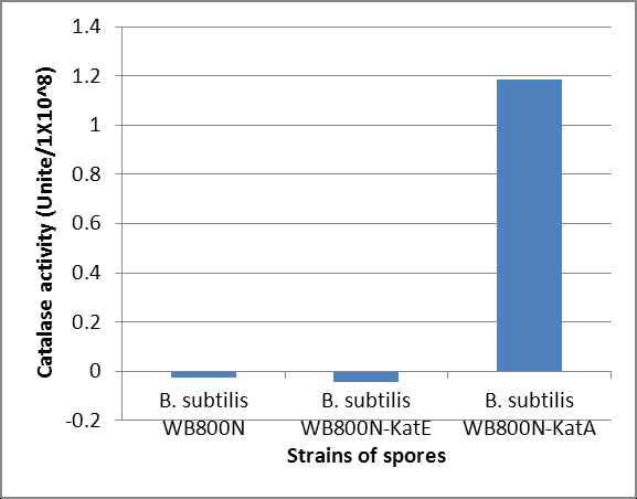 Enzyme activity of control (B. subtilis WB800N), B. subtilis WB800N-katE and B. subtilis WB800N-katA spores.