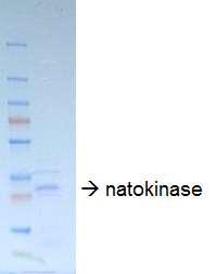 Prepared nattokinase: 배양후 조제된 concentrated NKs.