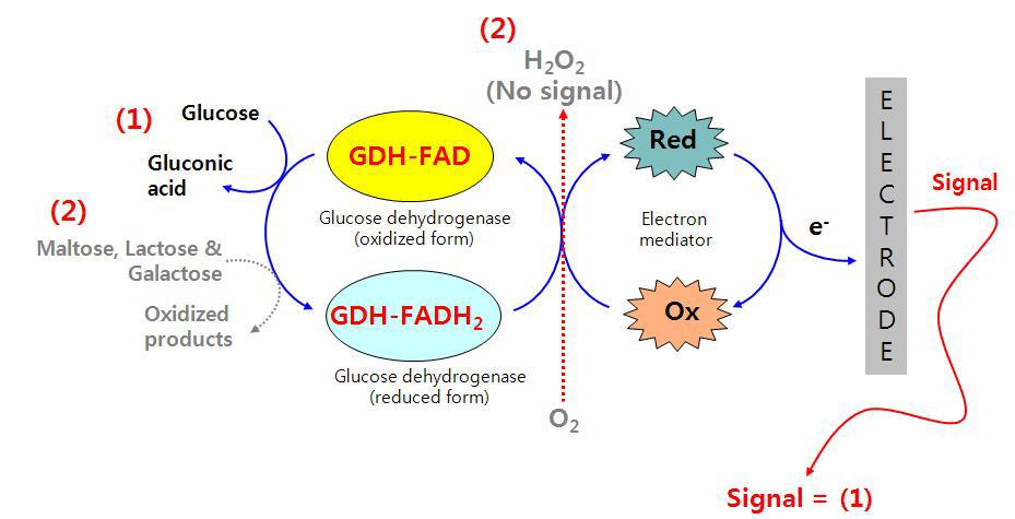 Glucose Dehydrogenase(FAD)를 이용하는 혈당측정 바이오센서의 반응