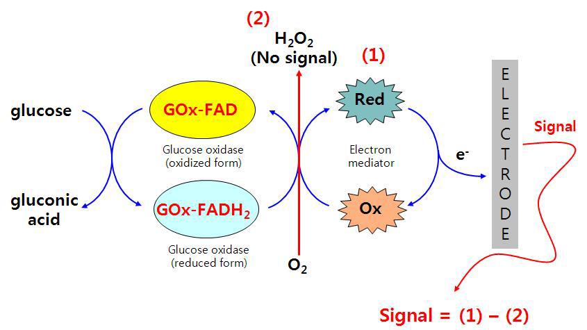 Glucose Oxidase(FAD)를 이용하는 혈당측정 바이오센서의 산소 방해작용
