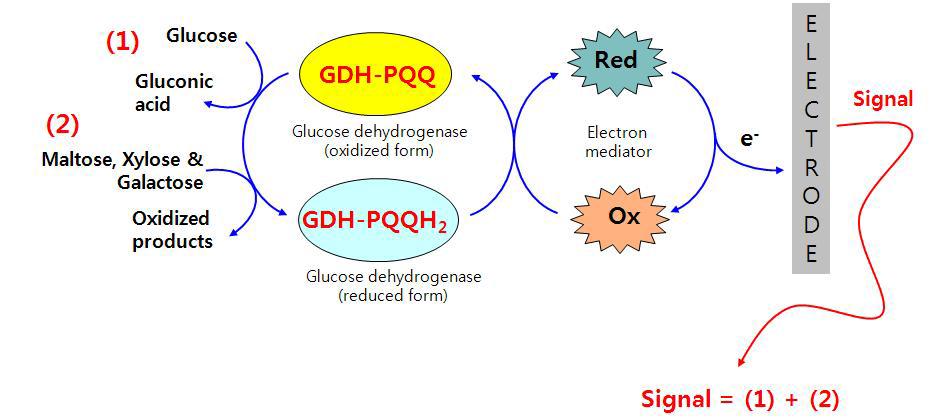 Glucose Dehydrogenase(PQQ)를 이용하는 혈당측정 바이오센서의 방해물질 반응작용