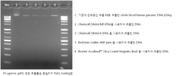 Agarose gel 전기영동 결과