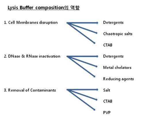 Lysis buffer 구성물질의 역할