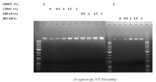 Detergent 별 핵산 추출 agarose gel 전기영동