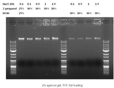 Agarose gel 전기영동을 통해 분석한 유기용매와 염이 washing 효율에 미치는 효과