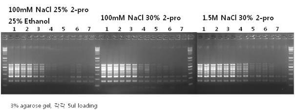 PCR 결과 agarose gel 전기영동