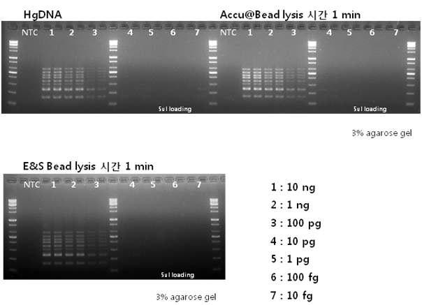 최종 선정된 magnetic nano particle을 이용한 핵산 추출과 PCR 결과