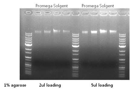 Promega Blood DNA extraction Buffer system과 비교 test 결과