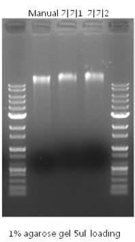 Manual 방식과 prototype 기기에서 최종 핵산 추출 비교 실험 결과