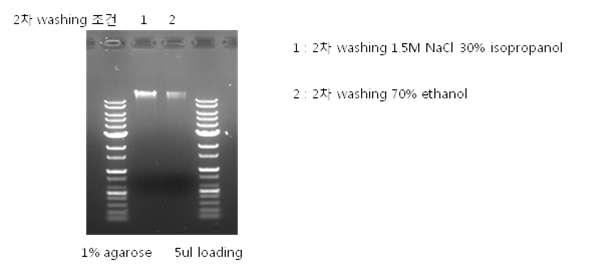 Manual type 추출 방식을 이용한 whole blood human genomic DNA 추출 과정 중 2차 washing 과정을 isopropanol에서 ethanol로 교체하여 진행한 실험 결과