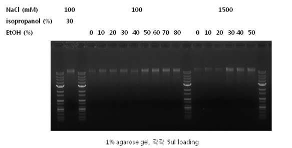 2차 washing 과정을 sodium chloride 농도별, ethanol 농도별로 각각 조절하여 추출한 gDNA를 1% agarose gel로 확인한 결과