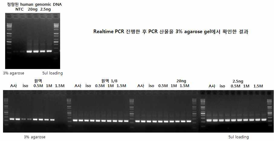 Real-time 후 최종 산물 전기영동 결과