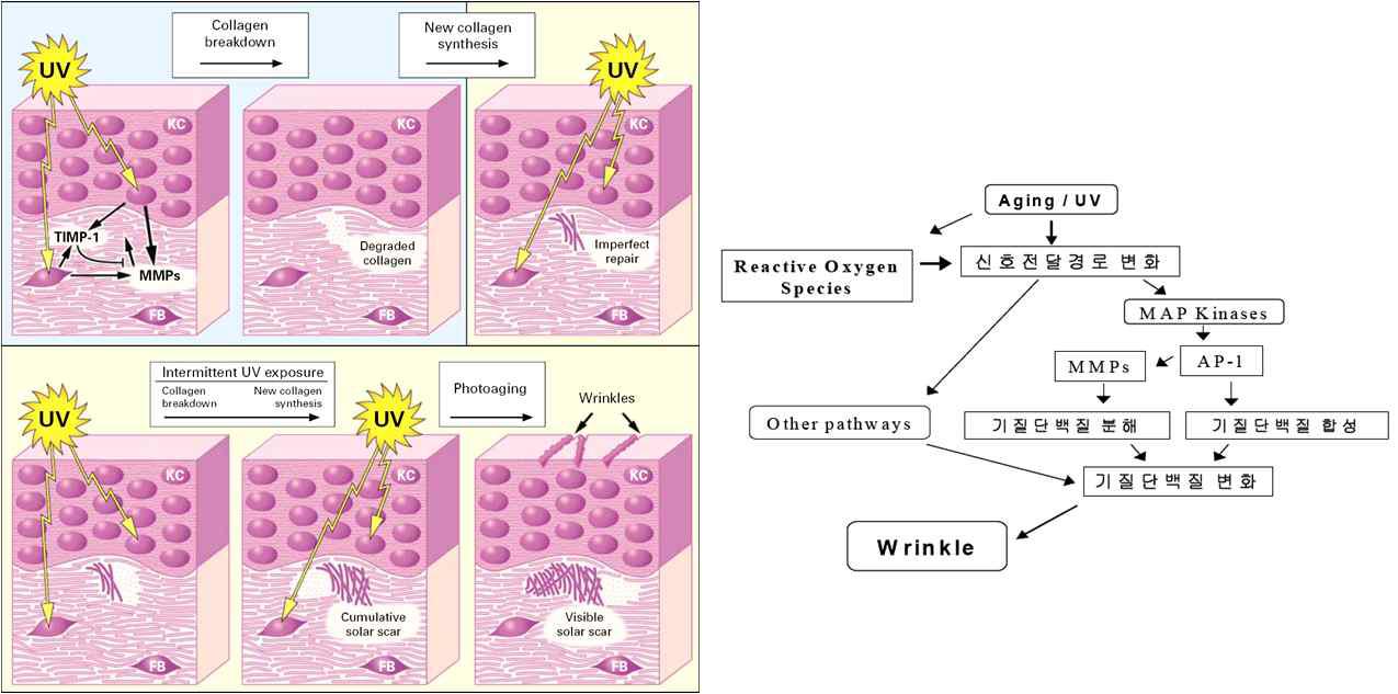 자외선 조사에 따른 광노화 메커니즘