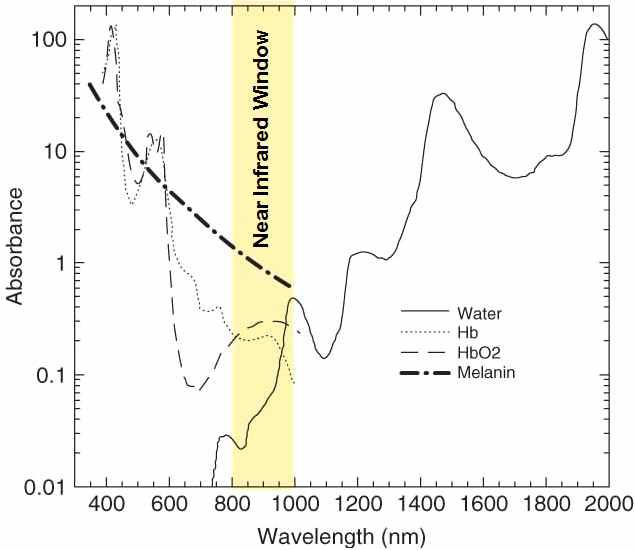 혈액내 존재하는 Oxyhemoglobin (HbO2), Deoxyhemoglobin (Hb), Melanin, 물에 의한 빛의 흡수