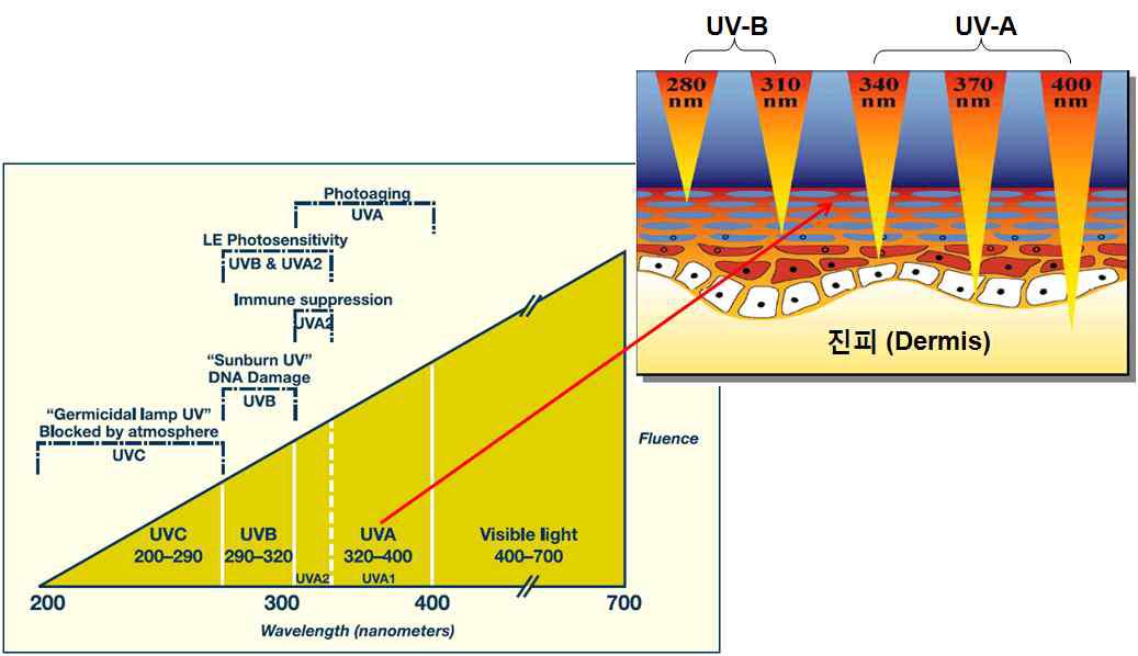 파장별 자외선의 분류 및 자외선 종류에 따른 피부 침투범위