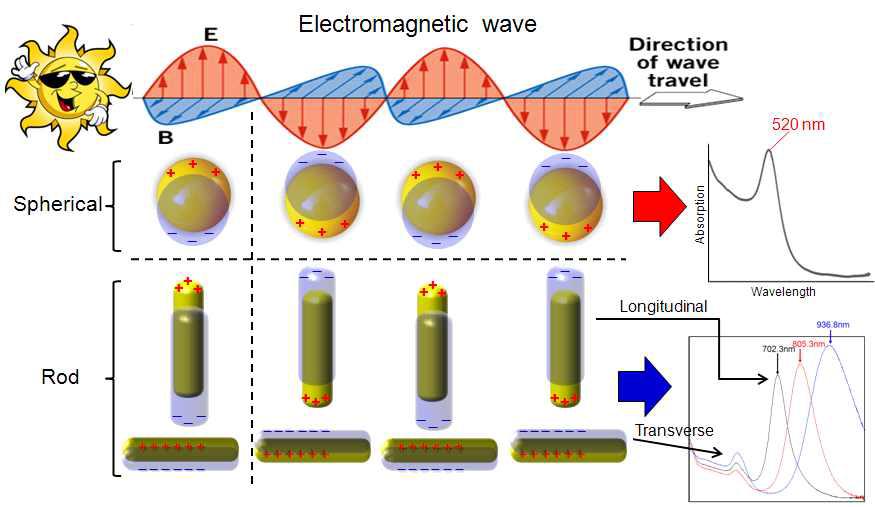 Gold 나노입자와 Nanorod의 Surface Plasmon Resonance 및 UV-Vis 흡수 스펙트럼