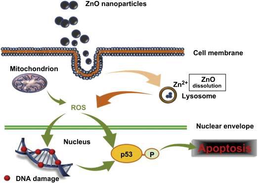 세포내로 들어간 ZnO 나노입자에 의한 활성산소의 생성 및 세포사멸 과정