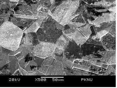 SEM image of the microstructure of the raw material (×500)