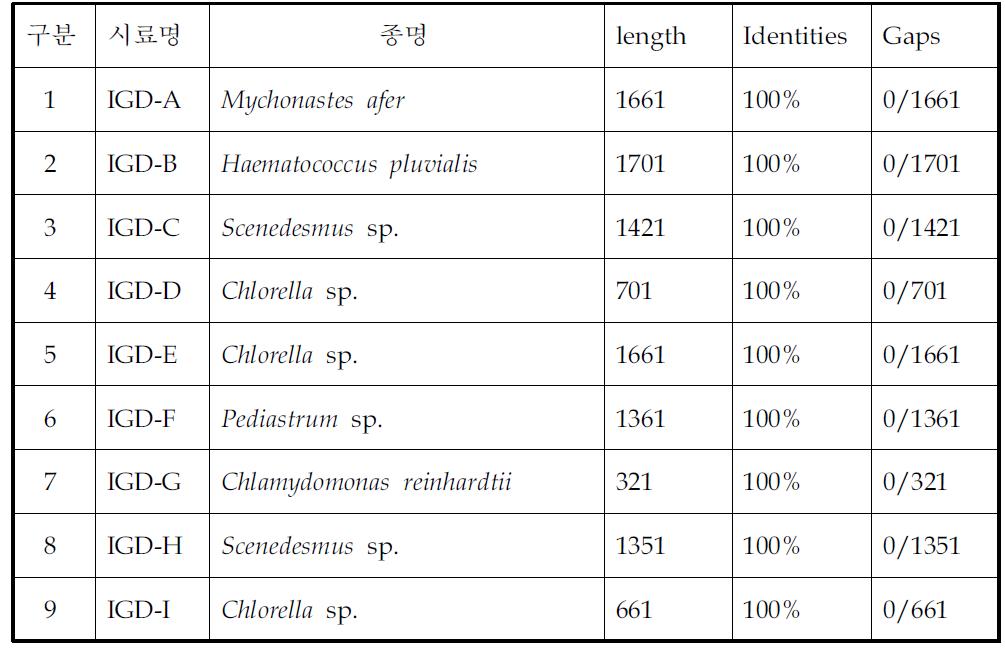 미세조류 시험종 18s rDNA 염기서열분석결과