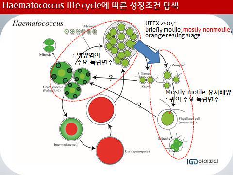 SLTM기술 적용시 IGD-B의 주요인자 및 생활사(life cycle)