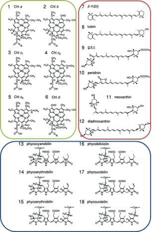 광합성색소의 화학구조.(1～6: 엽록소류, 7～12: 카로티노이드류, 13～18: 피코빌린류)