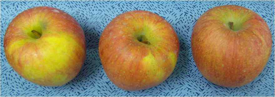 비펜스린(20ppm) 적용 한 사과 샘플