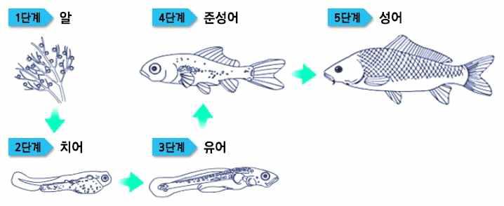 물고기의 성장