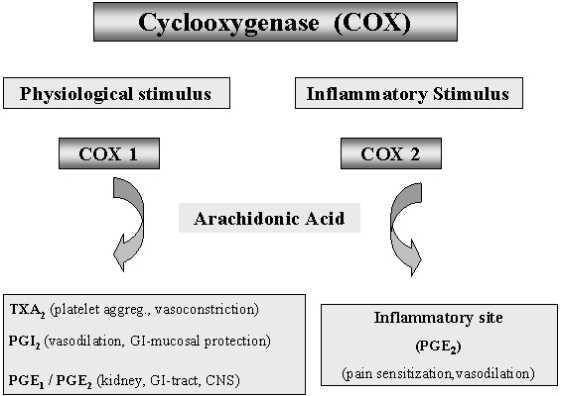 시클로옥시게나제(Cyclooxigenase; COX)의 작용경로