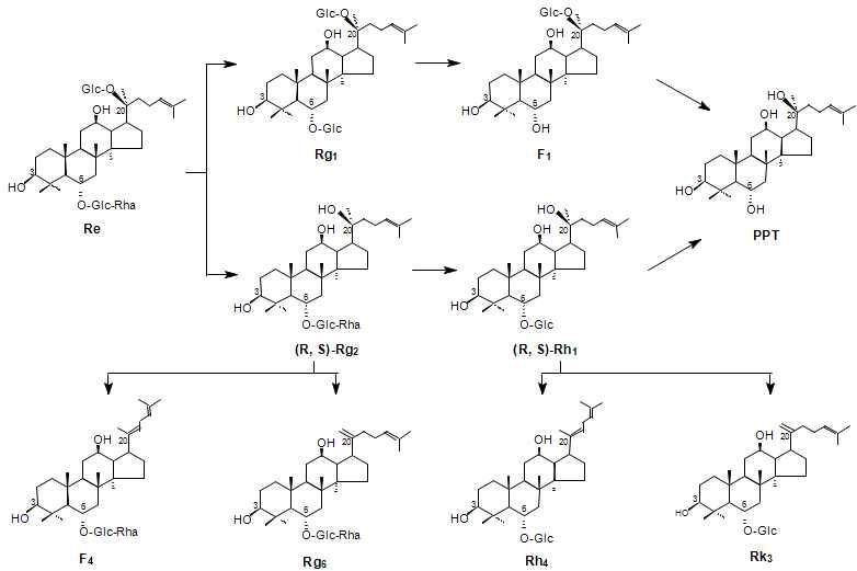 PPT 타입 ginsenoside의 전환 pathway.