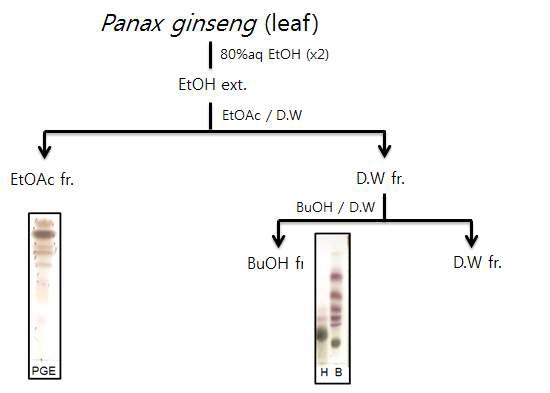 인삼 잎을 활용한 추출 및 분획 그리고 TLC 분석.