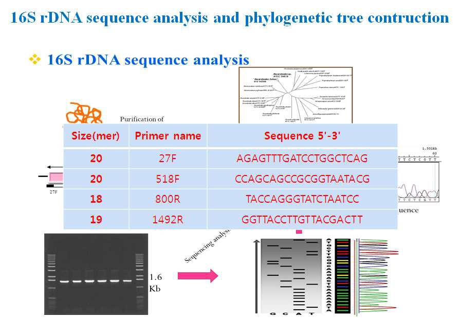 16S rDNA sequence analysis primer.