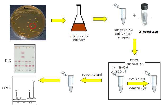 균주와 ginsenoside와의 반응을 통한 전환 확인.