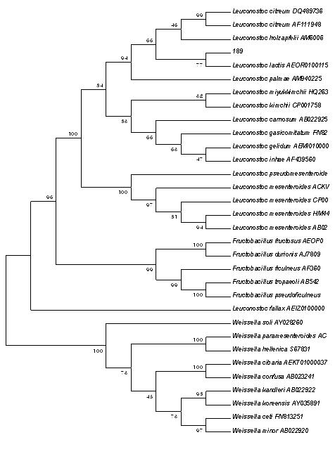 16s rDNA 영역을 이용한 분리 Leuconostoc sp. 균주의 동정.