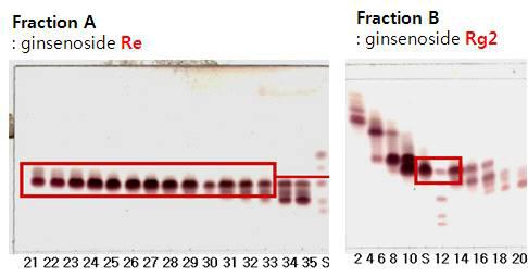 TLC를 통한 분리된 ginsenoside Re, Rg2의 확인.