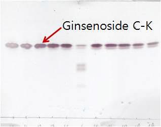 TLC를 통한 분리된 ginsenoside C-K의 확인.