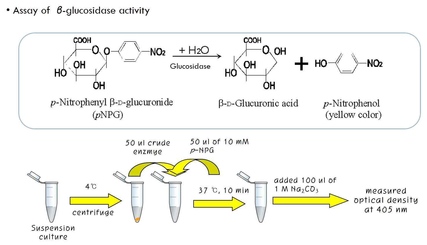 pNPG assay 원리 및 방법.