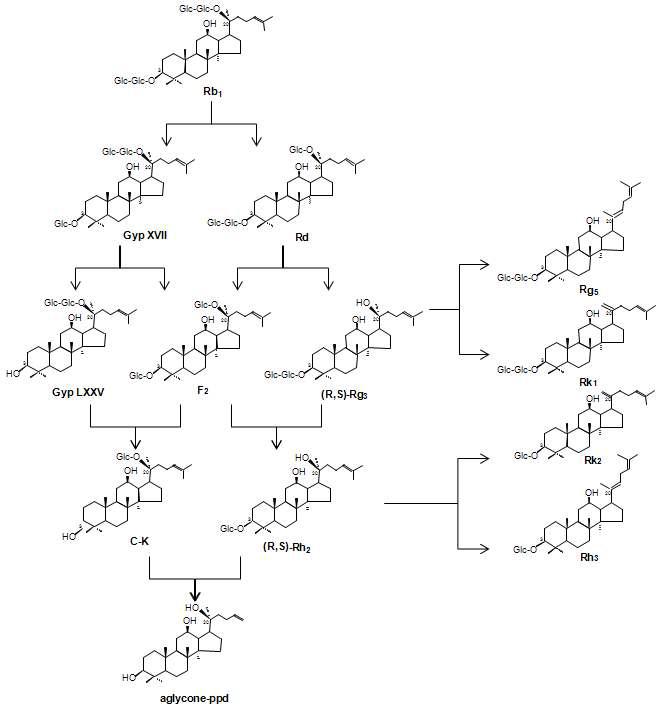 인삼 PPD 계열 ginsenoside의 전환 pathway.