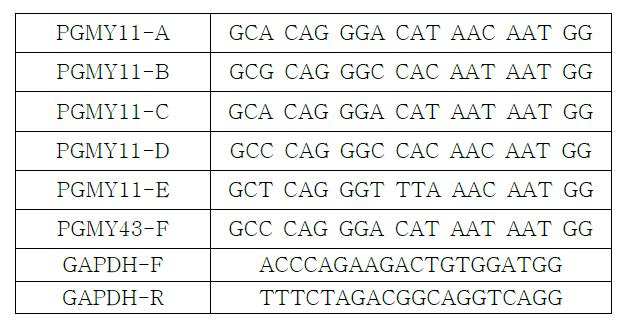 Forward primer: PGMY11 A, B, C, D, E, 43F, GAPDH F, GAPDH R