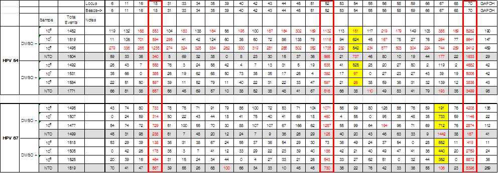 PGMY11과 PCP primer mix에 1% DMSO 추가 조건