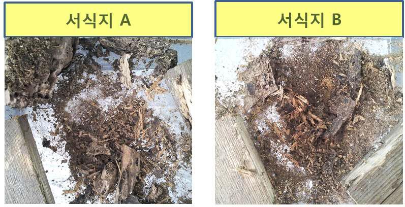 Cbio-TE 처리 후 1일 경과 흰개미 사진