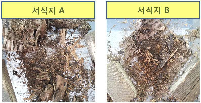 Cbio-TE 처리 후 2일 경과 흰개미 사진