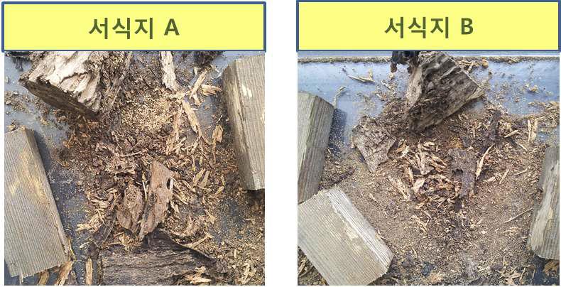 Cbio-TE 처리 후 6일 경과 흰개미 사진