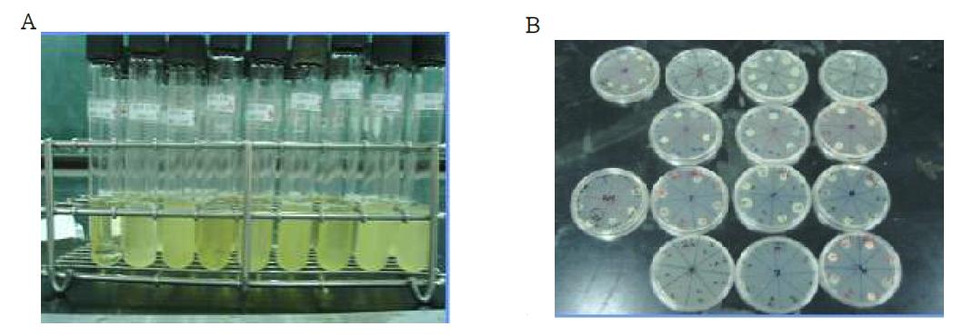 A:Staphylococcus aureus culture in Trypic soy broth. B: minimum inhibition concentration(MIC) of CiO and LO on Muller Hinton Agar Plate