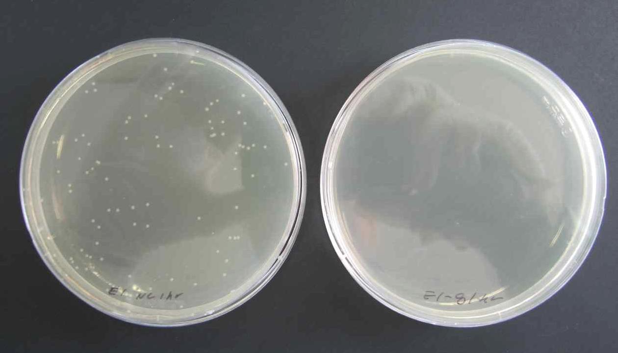 1시간 처리 후 결과. E. coli # 1 blank 시료(좌), E. coli # 1 Eco-Clean 2,000 배 희석시료(우)